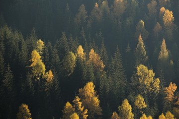Autumn forest scene. Green and yellow trees contrasting on a hill side.