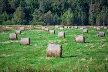 rolls of hay in green field under blue sky