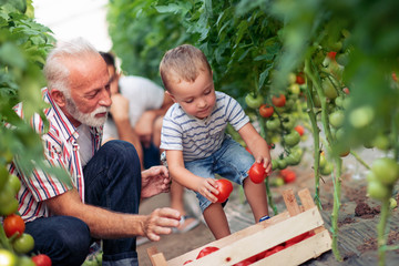 Grandfather,son and grandson working in greenhouse