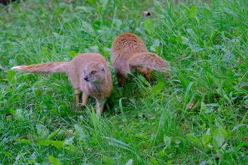 Portrait of a yellow mongoose in the grass