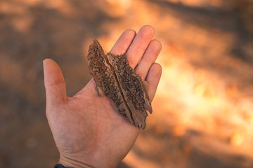 A pice of bark from a tree infected with a bark beetle in hand for scale.