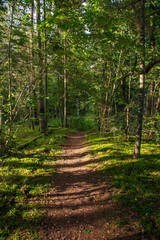 tourist hiking trail track in green summer forest