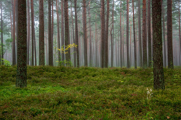 calm and peaceful pine tree forest with green forest bed