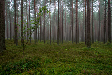 Fototapeta premium calm and peaceful pine tree forest with green forest bed
