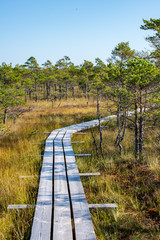 wooden plank boardwalk in swamp area in autumn
