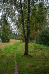 tourist hiking trail track in green summer forest