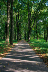 tourist hiking trail track in green summer forest