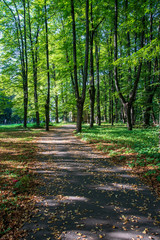 tourist hiking trail track in green summer forest