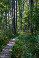 Fototapeta na wymiar wooden plank boardwalk in swamp area in autumn