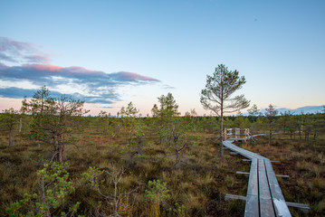 Fototapeta premium wooden plank boardwalk in swamp area in autumn