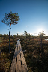 wooden plank boardwalk in swamp area in autumn