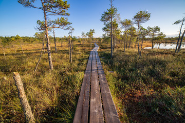 wooden plank boardwalk in swamp area in autumn