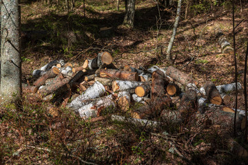 pile of freshly cut log wood in forest