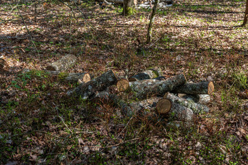 pile of freshly cut log wood in forest