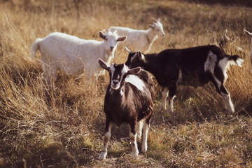 Little goats grazing in the meadow.  Big goat farm.