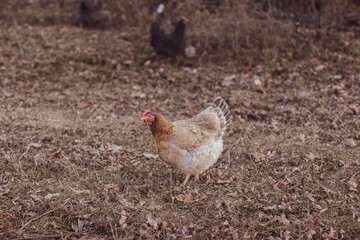 Chicken runs running outdoors