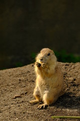 Prairie dog standing upright