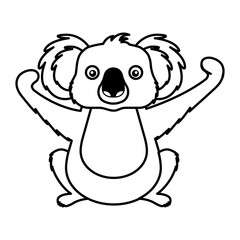 koala wildlife animal on white background