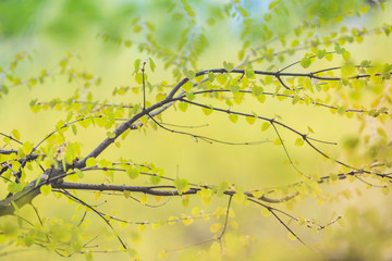 Strauch im Frühling