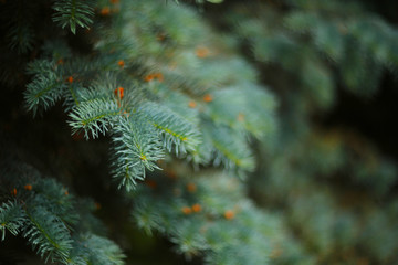 Branches of fir tree