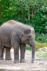 Fototapeta na wymiar Big adult elephant in park
