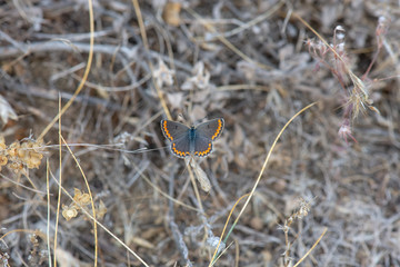 Lycaenidae / Çokgözlü Esmer / / Polyommatus agestis