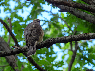 Northern Goshawk (Accipiter gentilis).