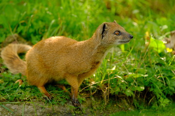Portrait of a yellow mongoose in the grass