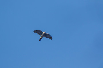 Northern Goshawk (Accipiter gentilis).