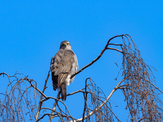 Northern Goshawk (Accipiter gentilis).