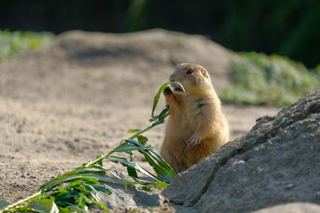 Prairie dog standing upright and eating