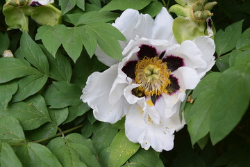 white peony in the garden