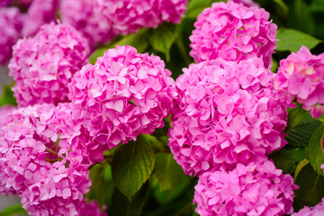 Garden relax. Flowering hortensia plant. Hydrangea blossom on sunny day. Blossoming flowers in summer garden. Pink hydrangea in full bloom. Showy flowers in summer