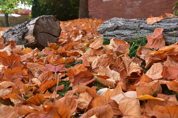autumn leaves