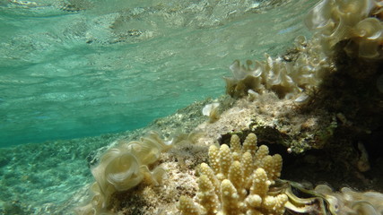 Morze Czerwone, tapeta, pod wodą, rafa, koralowiec 