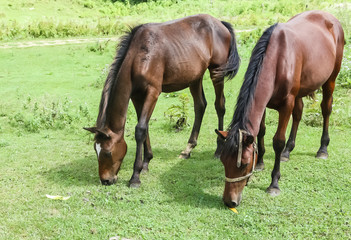 Naklejka na ściany i meble Horses on a summer pasture