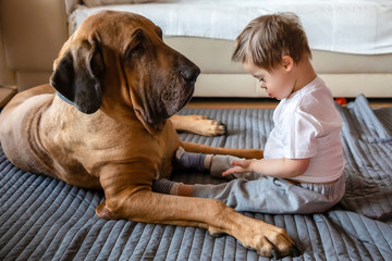 Cute small boy with Down syndrome playing with big dog of Fila Brasileiro breed