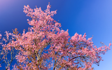 Wild Himalayan cherry blossom blooming.