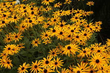 Dracopis o Rudbeckia -  Dracopis or Rudbeckia