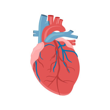 Icon of the human heart anatomy. The Heart of Man. The human internal organ of the heart. Vector illustration. 