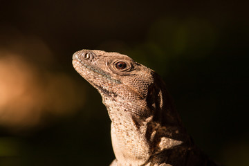 black iguana