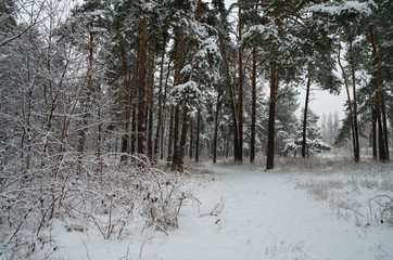 Winter forest in the snow. Trees and bushes in the snow. Snow on the branches of trees. Frosty, winter forest.