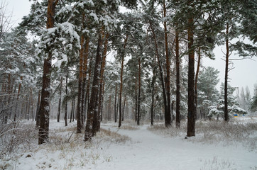 Winter forest in the snow. Trees and bushes in the snow. Snow on the branches of trees. Frosty, winter forest.