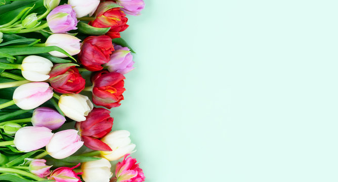 Fototapeta Bouquet of fresh tulips flowers orer with copy space on pastel green ment background banner