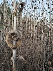 dried teasel stalk  