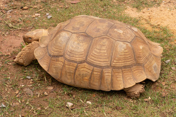 Sulcata tortoise walking on the ground outdoor.