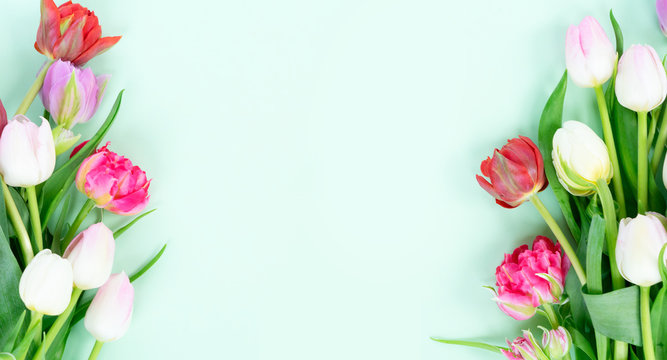 Fototapeta Bouquet of fresh tulips flowers frame on pastel green ment background banner