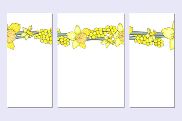 Set of templates for cards with hand-drawn bright yellow narcissuses and mimosa on white background. Floral spring frames