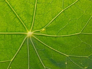 Close-up photography of leaf-vein.