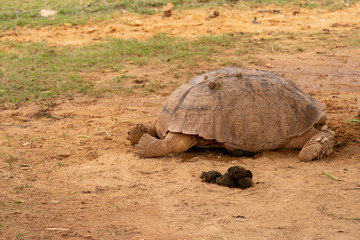 Obraz premium Sulcata tortoise sleep on the ground outdoor.